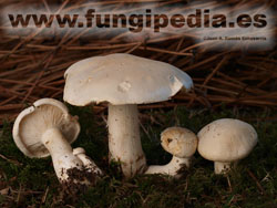 Leucopaxillus paradoxus