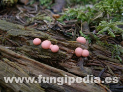 Lycogala epidendrum