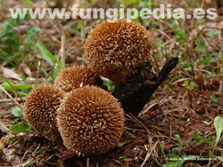 Lycoperdon echinatum