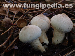 Lycoperdon perlatum