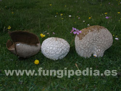 Lycoperdon utriforme