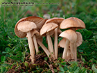 Marasmius collinus