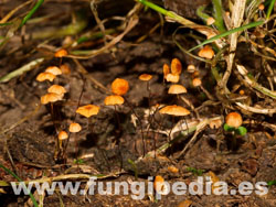 Marasmius graminum