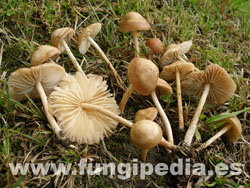 Marasmius oreades