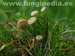 Marasmius rotula