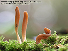 Microglossum cyanobasis