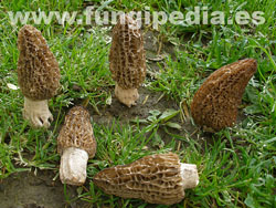 Morchella conica