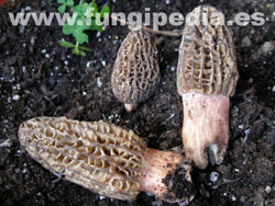 Morchella costata