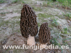 Morchella hortensis