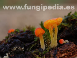 Mycena acicula