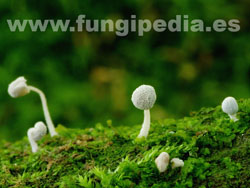 Mycena corynephora