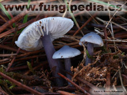 Mycena pura