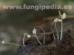 Mycena tenerrima