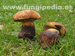 Neoboletus junquilleus