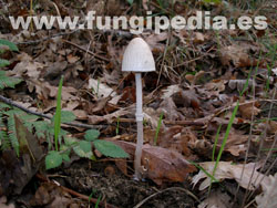 Panaeolus semiovatus