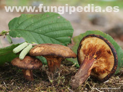 Paxillus rubicundulus