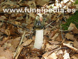 Phallus impudicus