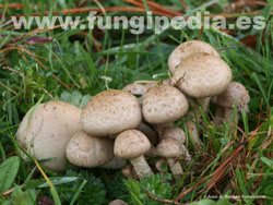 Pholiota gummosa