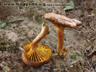 Phylloporus rhodoxanthus