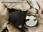 Picoa juniperi