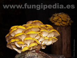 Pleurotus citrinopileatus