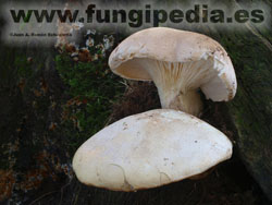 Pleurotus dryinus