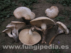 Pleurotus nebrodensis