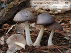 Pluteus cervinus