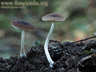 Pluteus nanus