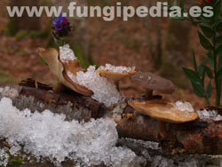 Polyporus brumalis