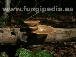 Polyporus tuberaster