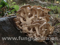 Polyporus umbellatus