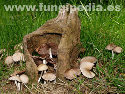 Psathyrella candolleana