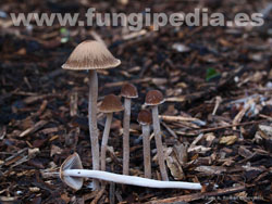 Psathyrella corrugis