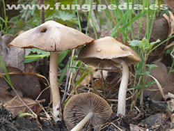 Psathyrella spadiceogrisea