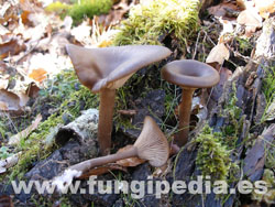 Pseudoclitocybe cyathiformis