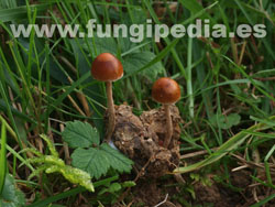 Psilocybe coprophila