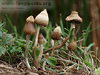 Psilocybe semilanceata