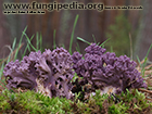 Ramaria cedretorum