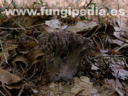 Ramaria fennica