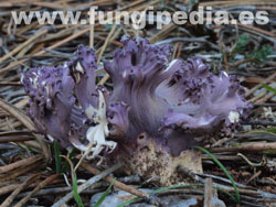 Ramaria fumigata