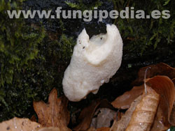 Reticularia lycoperdon