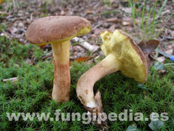 Rheubarbariboletus armeniacus