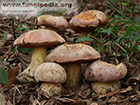 Rubroboletus lupinus