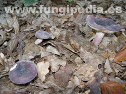 Russula amoena