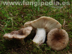 Russula amoenolens