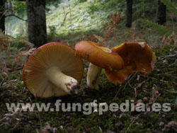 Russula aurea