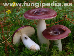 Russula caerulea