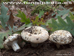 Russula chloroides