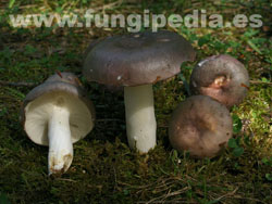 Russula cyanoxantha